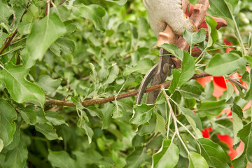 Gardener pruning green branches with shears in lush garden landscape.