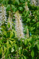 Aesculus parviflora Native North American Suckering Deciduous Shrub Blooming