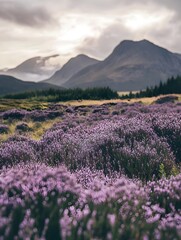 Naklejka premium A meadow covered in soft purple heather with mountains in the background.