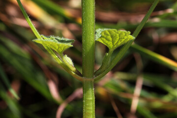 Red dead-nettle stem ( Lamium purpureum) with opposite distichous green leaves