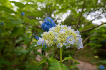 初夏の庭に咲く青いアジサイ