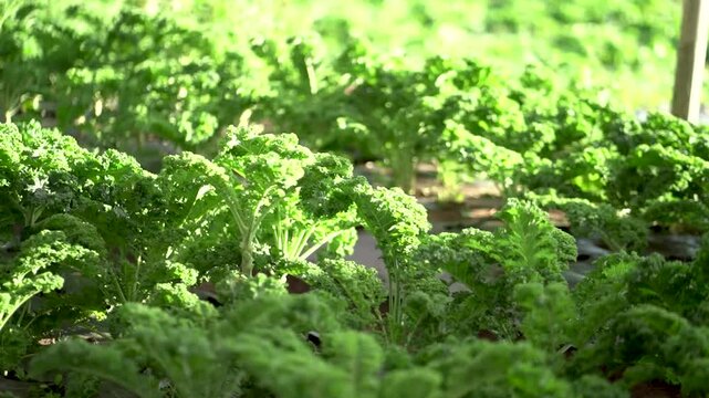 green and fresh curly kale plantation fields