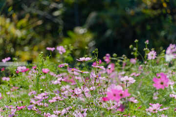 秋の日差しに映えるピンクのコスモス畑
