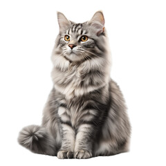 A gray Maine Coon cat sitting on the ground, transparent background PNG