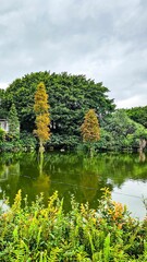 Obraz premium Serene pond with lush greenery and reflections.