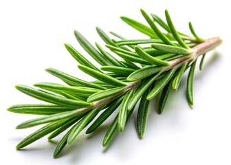 Fototapeta premium Fresh rosemary sprig, isolated PNG. High-resolution image ideal for culinary websites, cookbooks, or botanical illustrations.