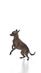 Purebred Mexican hairless dog in motion, standing on its hind legs with its front paws raise, playing isolated on white background. Concept of animals, vet care, pets, companion