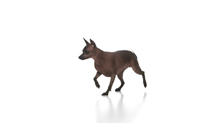 Adorable dog, purebred hairless Xoloitzcuintli Mexican in motion, walking and exploring against white background. Concept of animals, vet care, pets, companion. Copy space for ad