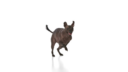 Funny looking purebred hairless Xoloitzcuintli Mexican dog running against white background. Concept of animals, vet care, pets, companion. Copy space for ad
