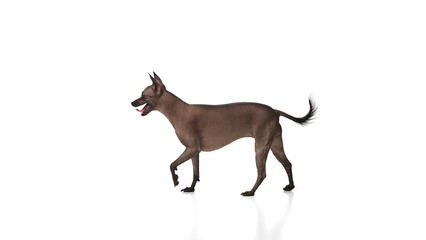 Purebred hairless Xoloitzcuintli Mexican dog in motion, walking against white background. Pet training. Concept of animals, vet care, pets, companion. Copy space for ad