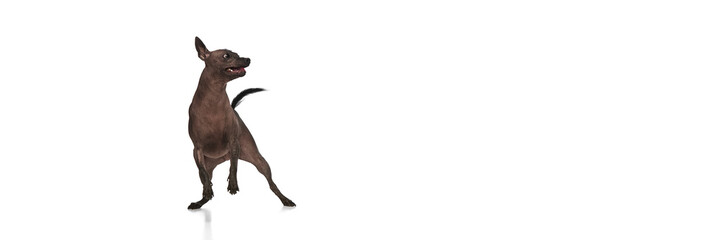 Active hairless Xoloitzcuintli Mexican dog in motion, playing against white background. Pet grooming services. Concept of animals, vet care, pets, companion. Copy space for ad