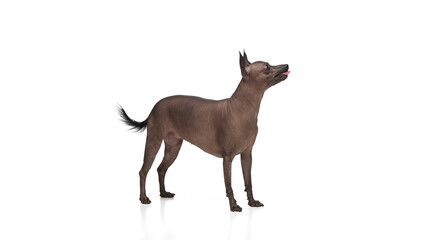 Purebred hairless Xoloitzcuintli Mexican dog standing with tongue sticking out against white background. Concept of animals, vet care, pets, companion. Copy space for ad