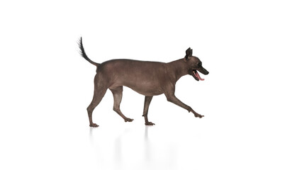 Purebred hairless Xoloitzcuintli Mexican dog in motion against white background. Smart, pet, training. Concept of animals, vet care, pets, companion. Copy space for ad