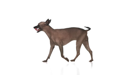 Purebred hairless Xoloitzcuintli Mexican dog in motion against white background. Smart, pet, training. Concept of animals, vet care, pets, companion. Copy space for ad
