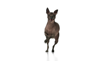 Adorable hairless Xoloitzcuintli Mexican dog running with tongue sticking out against white background. Pet health and nutrition. Concept of animals, vet care, pets, companion. Copy space for ad