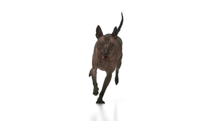 Purebred hairless Xoloitzcuintli Mexican dog running with tongue sticking out against white background. Pet health and nutrition. Concept of animals, vet care, pets, companion. Copy space for ad