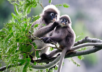 mother and baby Dusky Langur  on the branches of the forest, Thailand. 