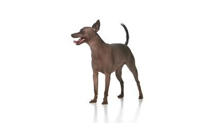 Purebred hairless Xoloitzcuintli Mexican dog cheerfully standing and looking sideway against white background. Wellness. Concept of animals, vet care, pets, companion. Copy space for ad