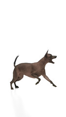 Adorable, purebred hairless Xoloitzcuintli Mexican dog in motion, jumping while playing, training commands against white background. Concept of animals, vet care, pets, companion. Copy space for ad