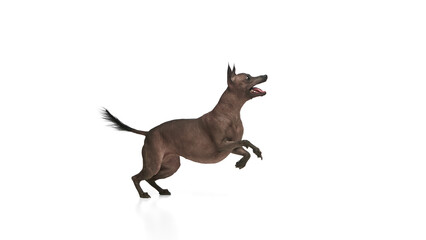 Fototapeta premium Adorable, purebred hairless Xoloitzcuintli Mexican dog in motion, jumping while playing, training commands against white background. Concept of animals, vet care, pets, companion. Copy space for ad