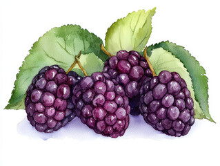 watercolor Watercolor illustration of dark purple mulberries with green leaves isolated design on white background