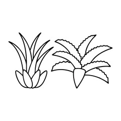 Aloe, Socotrine flower Hand drawn line art flat vector illustration
