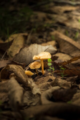 mushrooms in the woods