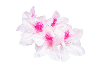 Pink flower of Azalea or Rhododendron arboreum bloom in the spring isolated on white background included clipping path.