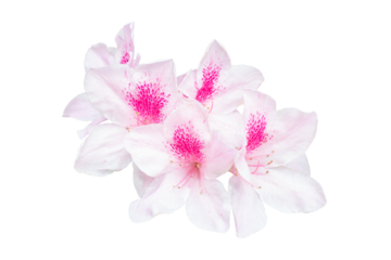 Pink flower of Azalea or Rhododendron arboreum bloom in the spring isolated on white background included clipping path.