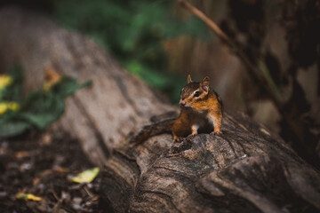 Chipmunk on log