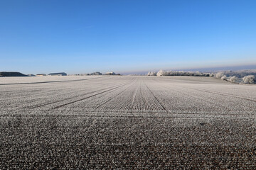 Frosty morning. Fields with winter crops are covered with frost