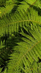 green fern leaves