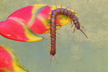 A centipede is looking for prey in wild banana flowers.. This multi-legged animal has the scientific name Scolopendra morsitans.