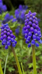 close up of a blue hyacinth