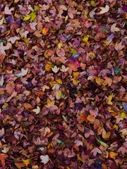 autumn leaves background