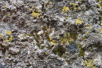 moss on stone