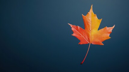 Vibrant Autumn Maple Leaf Against a Dark Blue Background Capturing the Essence of Fall Colors and Nature's Beauty