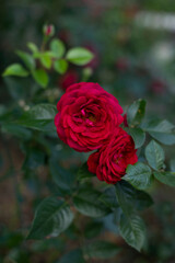 Beautiful red roses in the garden, close-up photo.
