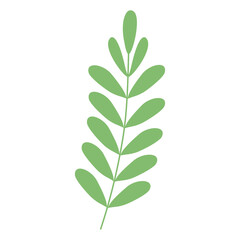 light green leaf on transparent