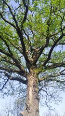 Fototapeta premium tree in the park