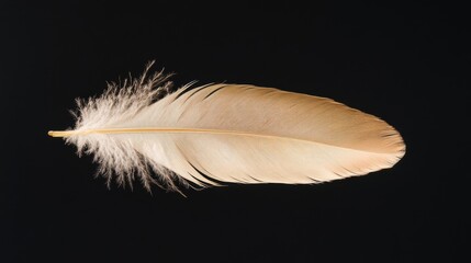 Obraz premium Single Pale Beige Bird Feather Isolated on Black Background