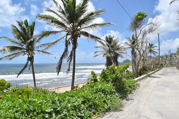 Fototapeta premium Barbados seascapes with cliffs and vegetation in Bathsheba beach.