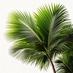 Obraz premium palm tree leaves on white background