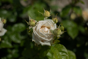 White rose on a green background in the garden. Shallow depth of field.