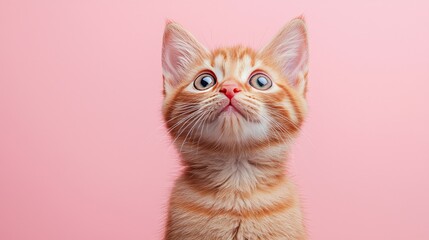 Obraz premium Adorable Ginger Kitten with Big Eyes - Cute Pet Portrait on Pink Background