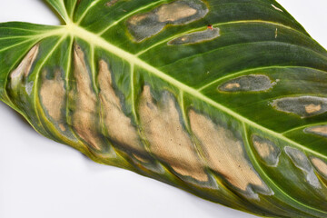 Close up of dark and dried spots caused by sunborn on houseplant leaf of Philodendron plant