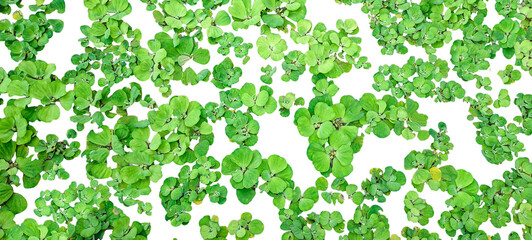 green grass texture pattern, a set of green water hyacinth plant pattern on a transparent...