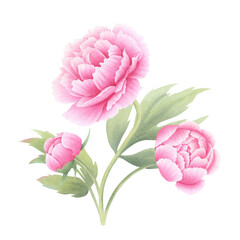 Pink peony flower with bud and leaves on isolated background. Hand drawn watercolor botanical illustration. Clipart for design, cards, invitations, congratulations, packaging, printing, advertising.