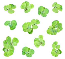 four leaf clover, a set of green water hyacinth plant pattern on a transparent background, A Detailed Study of Water Hyacinth  Leaf Arrangements and Growth Patterns on a png Background