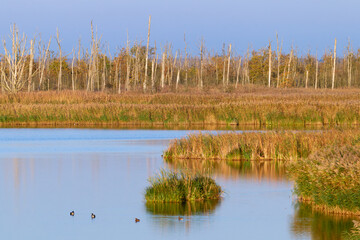 Naturschutzgebiet Anklamer Stadtbruch in der Abendsonne	